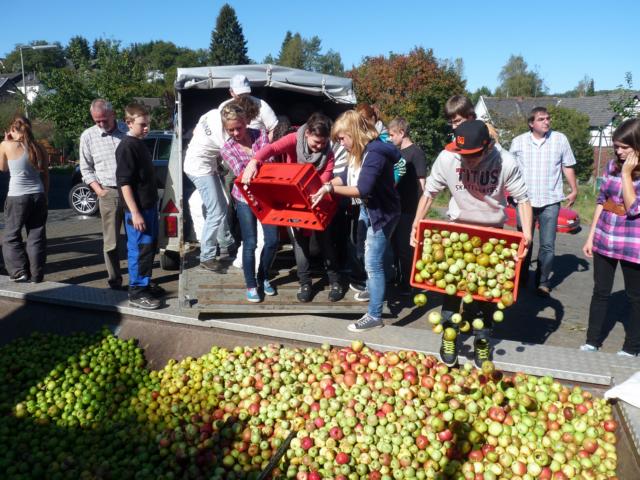 Schülerfirma “nature” der Gesamtschule Waldbröl sammelt 1900kg Äpfel